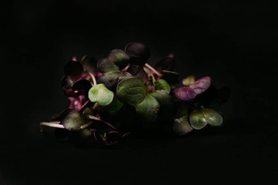 Proyecto 4 | Rábano morado | Microgreen