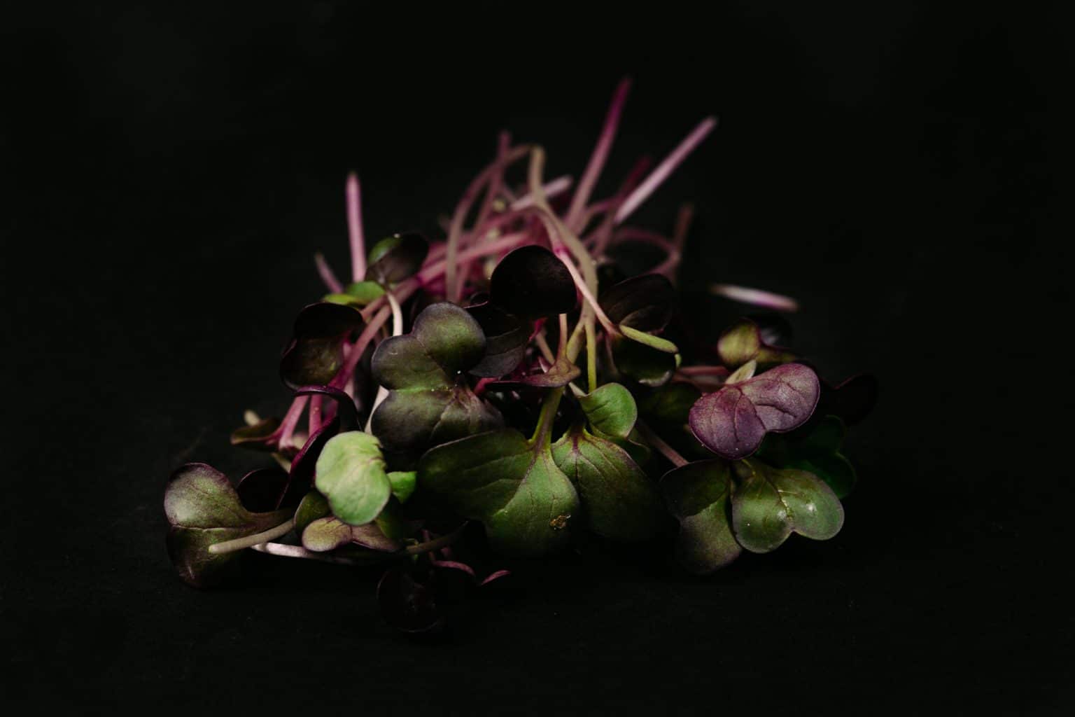 Proyecto 4 | Rábano morado | Microgreen