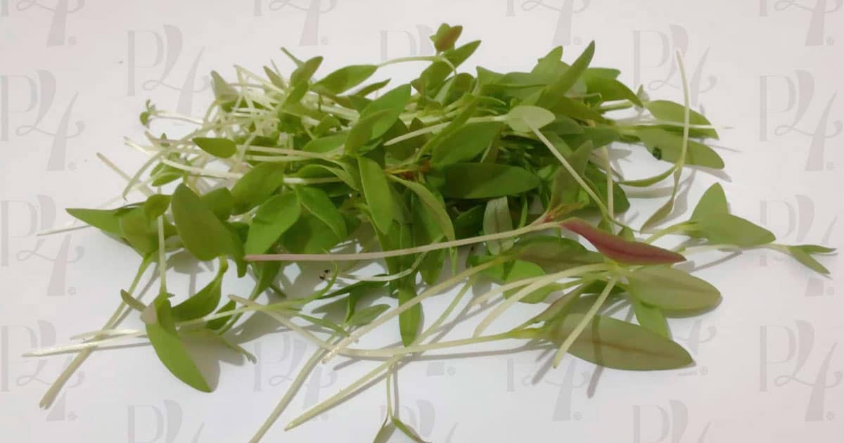 "  маша бабко  porno Proyecto 4 | Celosía | Microgreen