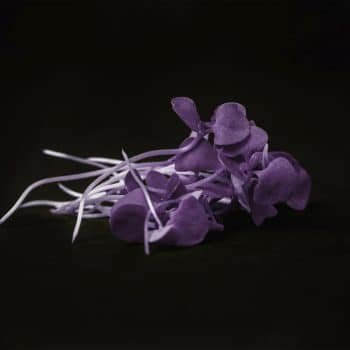 Albahaca morada (Brote)